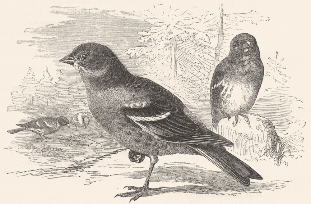 BIRDS. Passerine. Finch. Mountain c1870 old antique vintage print picture